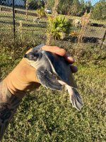 IMG_1858.jpeg