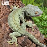 ug_Powder Blue Patternless Tokay Gecko_4.jpg