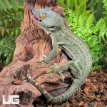 ug_Powder Blue Patternless Tokay Gecko_3.jpg