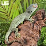 ug_Powder Blue Patternless Tokay Gecko_2.jpg