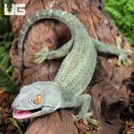 ug_Powder Blue Patternless Tokay Gecko_1.jpg