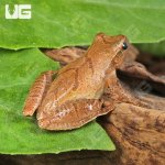 ug_Bird-Voiced Tree Frog_4.jpg