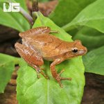 ug_Bird-Voiced Tree Frog_3.jpg