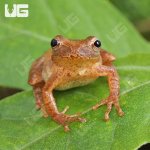 ug_Bird-Voiced Tree Frog_2.jpg