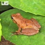 ug_Bird-Voiced Tree Frog_1.jpg