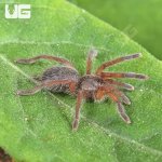 ug_Golden Blue Leg Baboon Tarantula (05 – 075)_4.jpg