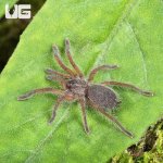ug_Golden Blue Leg Baboon Tarantula (05 – 075)_3.jpg