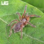 ug_Golden Blue Leg Baboon Tarantula (05 – 075)_2.jpg