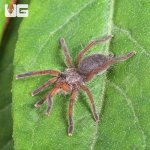 ug_Golden Blue Leg Baboon Tarantula (05 – 075)_1.jpg