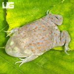 ug_Juvenile Budgett's Frog_4.jpg