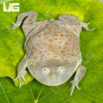 ug_Juvenile Budgett's Frog_3.jpg