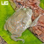 ug_Juvenile Budgett's Frog_2.jpg