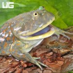 ug_Juvenile Budgett's Frog_1.jpg
