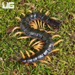 ug_Vietnamese Centipede_4.jpg