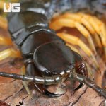 ug_Vietnamese Centipede_1.jpg