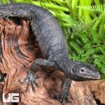 ug_Togian Island Water Monitor_4.jpg