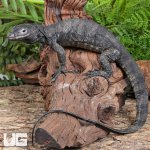 ug_Togian Island Water Monitor_3.jpg