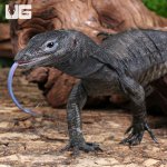 ug_Togian Island Water Monitor_2.jpg