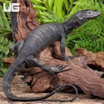 ug_Togian Island Water Monitor_1.jpg