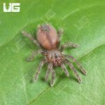 ug_Grand Canyon Black Tarantula _4.jpg