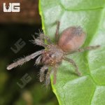 ug_Grand Canyon Black Tarantula _3.jpg