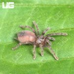 ug_Grand Canyon Black Tarantula _2.jpg