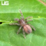ug_Grand Canyon Black Tarantula _1.jpg