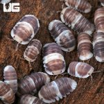 ug_White Panda Isopod_4.jpg