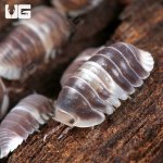 ug_White Panda Isopod_3.jpg