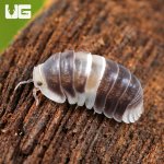 ug_White Panda Isopod_2.jpg