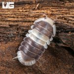ug_White Panda Isopod_1.jpg