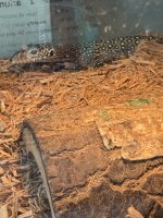 IMG_8333.jpeg