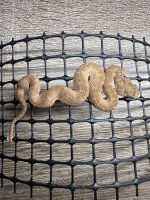 IMG_1676.jpeg