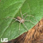 ug_Northern Violin Spider_4.jpg