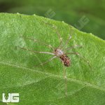 ug_Northern Violin Spider_3.jpg