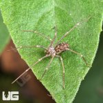 ug_Northern Violin Spider_2.jpg