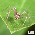 ug_Northern Violin Spider_1.jpg