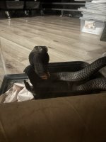 IMG_9531.jpeg