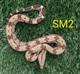 SM2.jpg