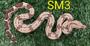 SM3.jpg