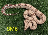 SM6.jpg