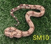 SM10.jpg