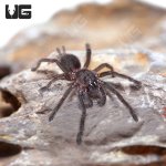 ug_indian_violet_tarantula_1.jpg