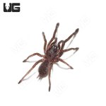 ug_indian_violet_tarantula_2.jpg