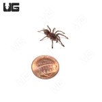 ug_indian_violet_tarantula_3.jpg