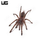 ug_indian_violet_tarantula_4.jpg