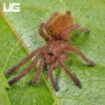 ug_Usambara_Orange_Baboon_Tarantula_4.jpg