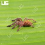 ug_Usambara_Orange_Baboon_Tarantula_3.jpg