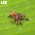 ug_Usambara_Orange_Baboon_Tarantula_2.jpg