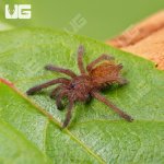 ug_Usambara_Orange_Baboon_Tarantula_1.jpg